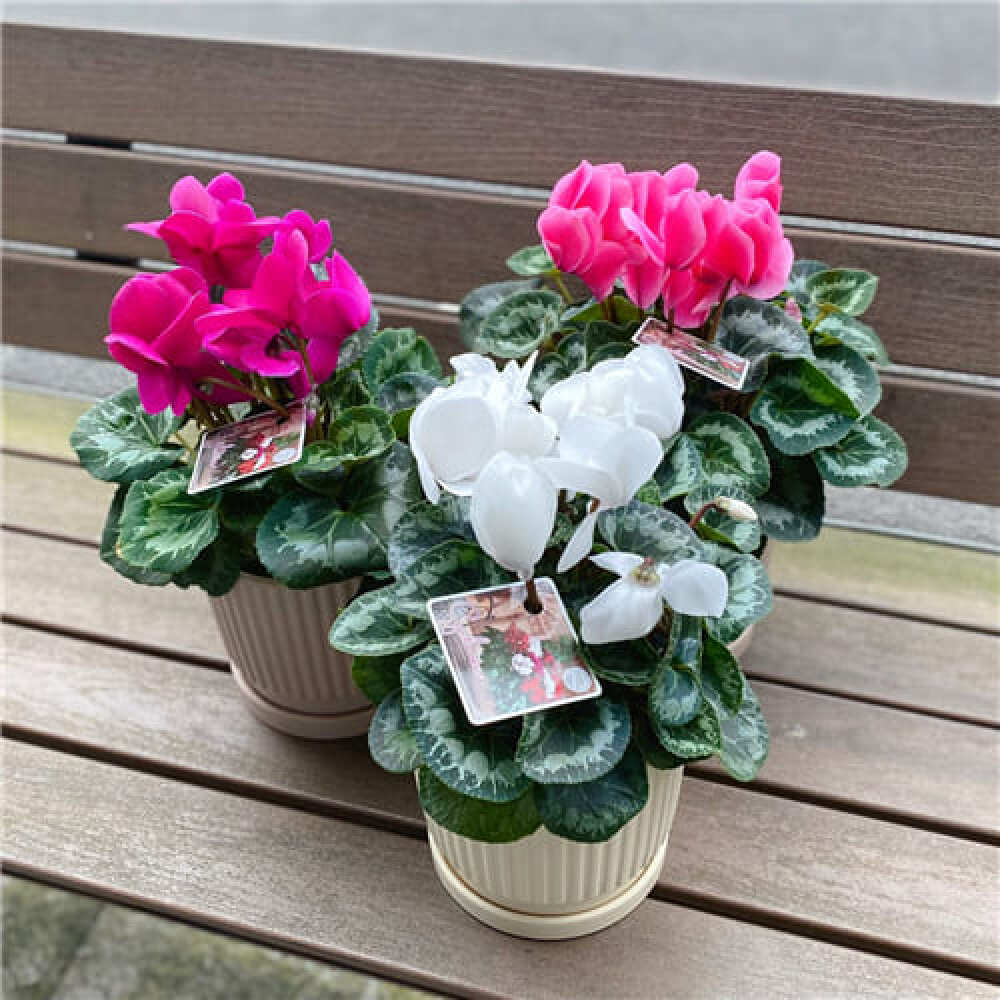 Potted Flowering Plant