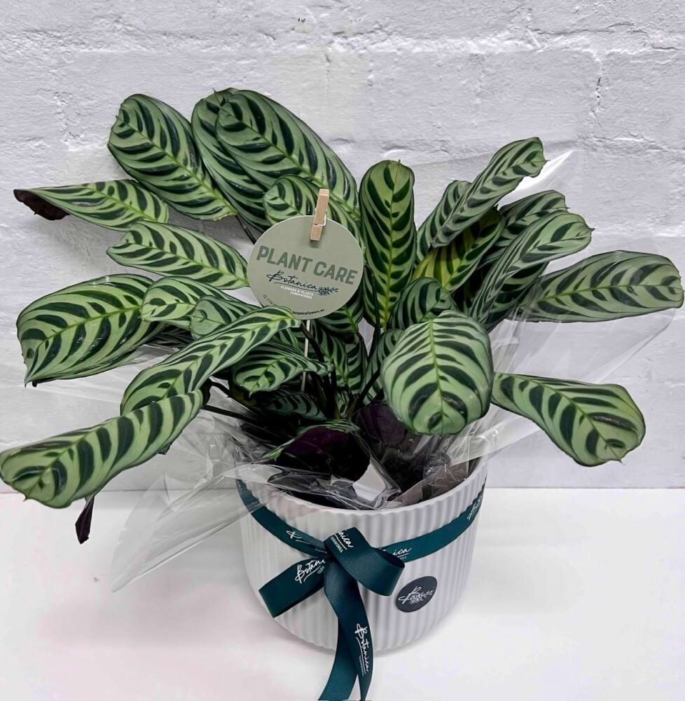 Large potted indoor plant