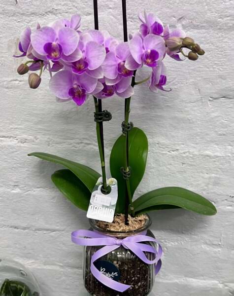 Phalaenopsis glass vase Paris