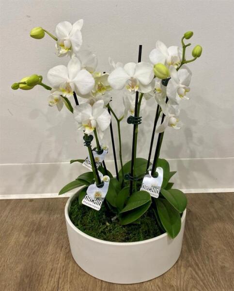 Phalaenopsis Garden