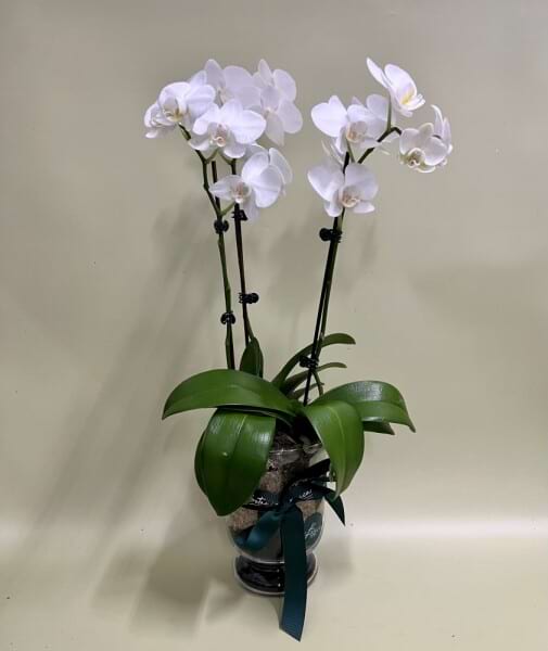 Phalaenopsis Orchid