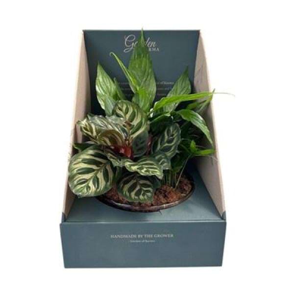Garden of Karma Foliage Garden in Glass bowl